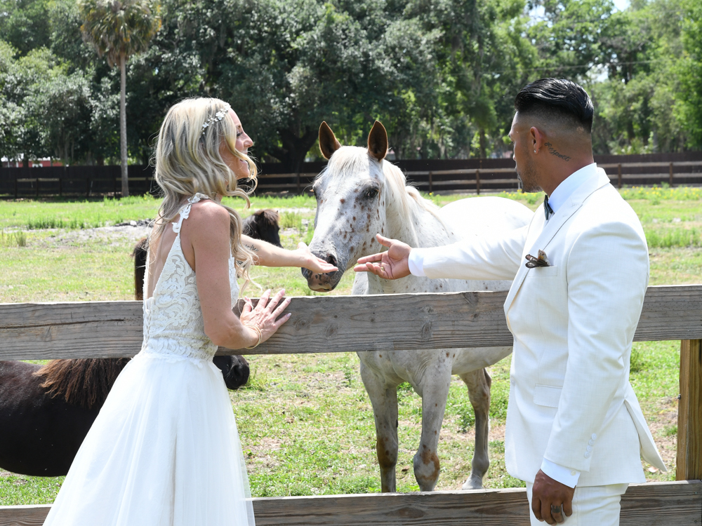 animals at The Wedding Retreat