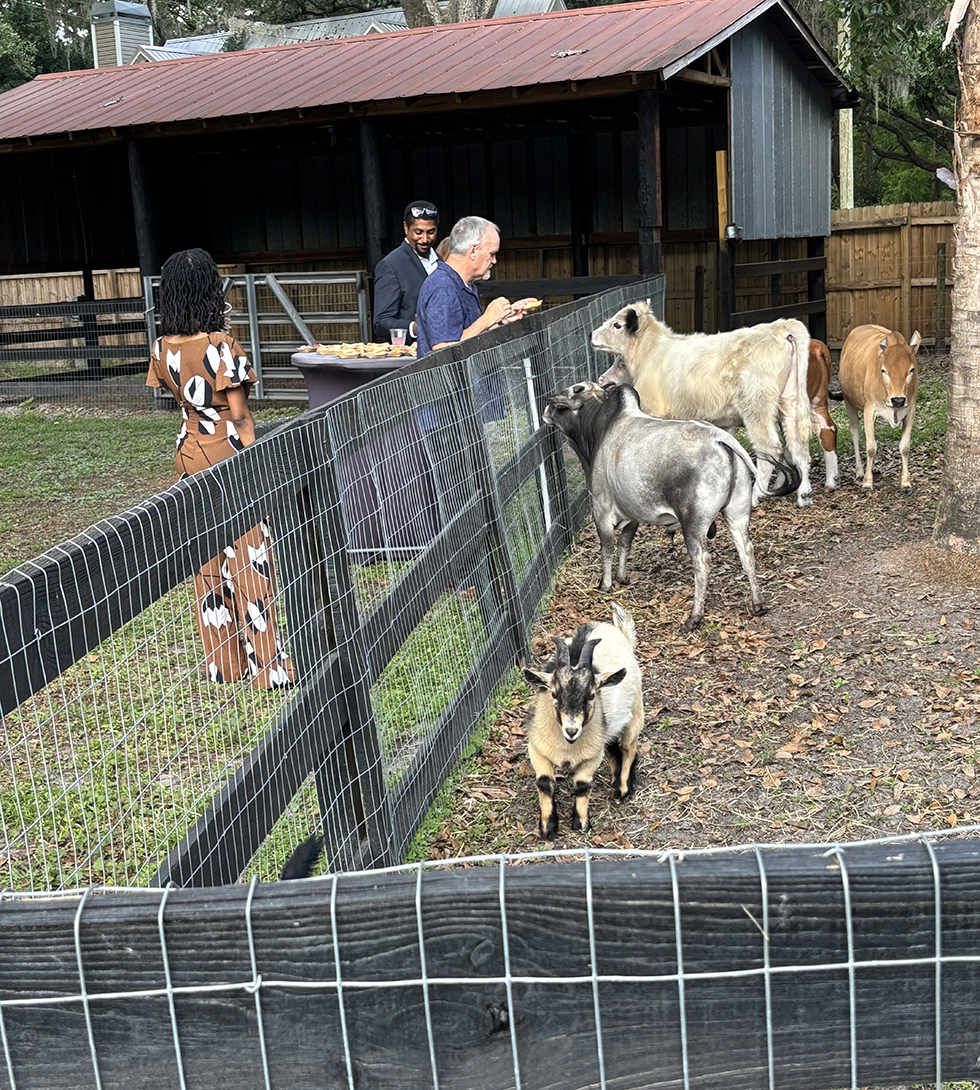 farm-animals-3