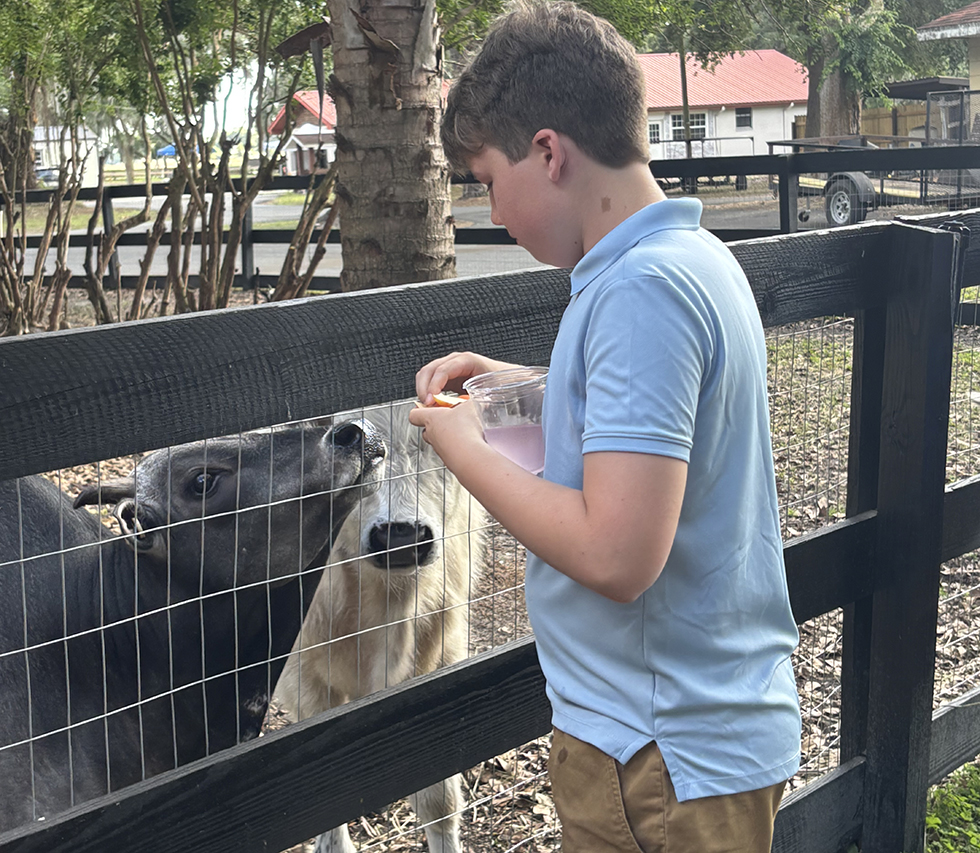 farm-animals-4